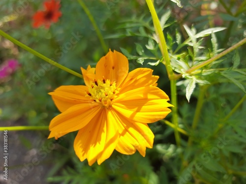 orange flower in the garden