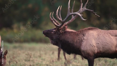 Bull Elk Bugling Video Clip in 4k