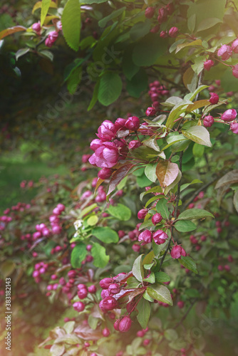  Crabapple blossums in spring