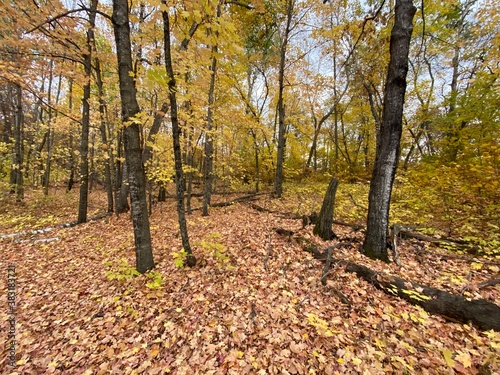 autumn in the park