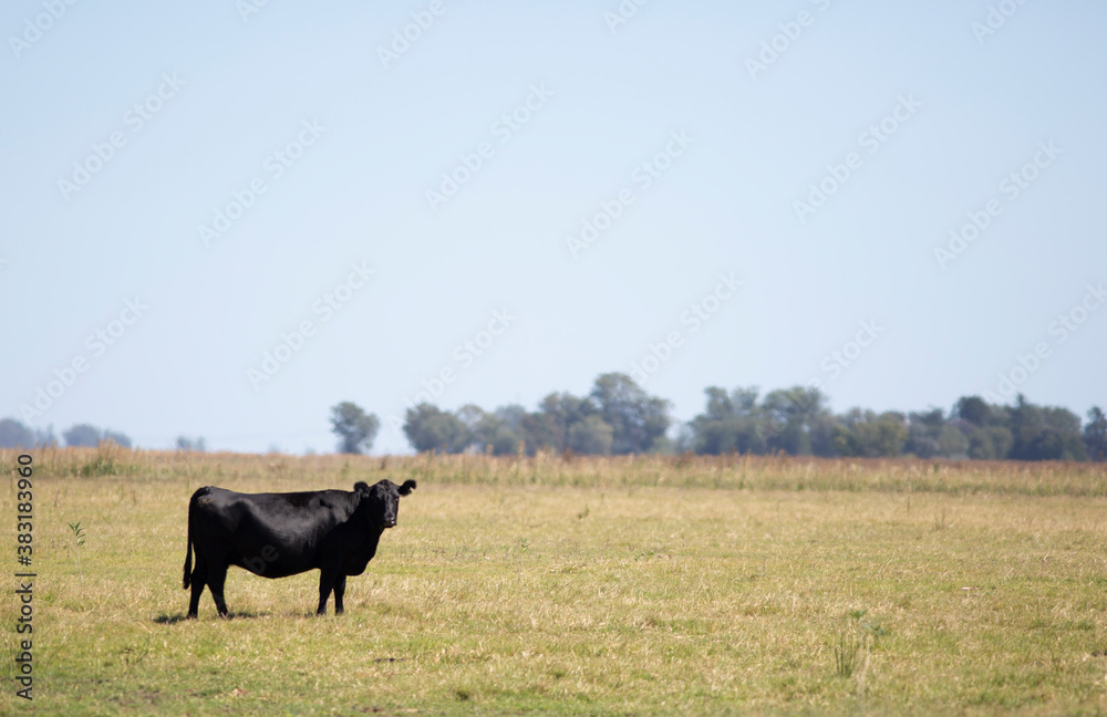 angus en el campo angus en el campo