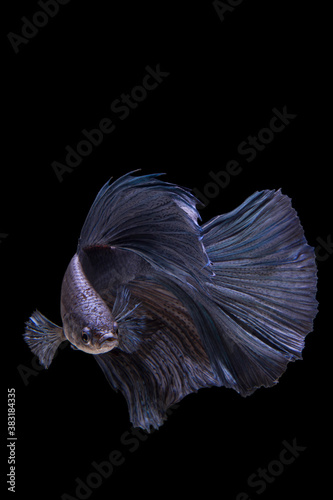 The moving moment beautiful of betta fish on black background © halimqdn
