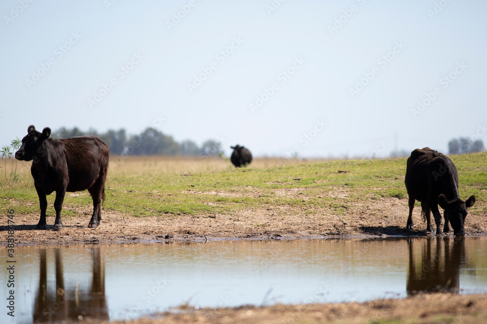 angus en el campo