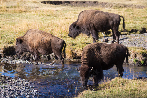 A herd of bison in Yellowstone National Park's Lamar Valley amidst the fall colors (Wyoming).