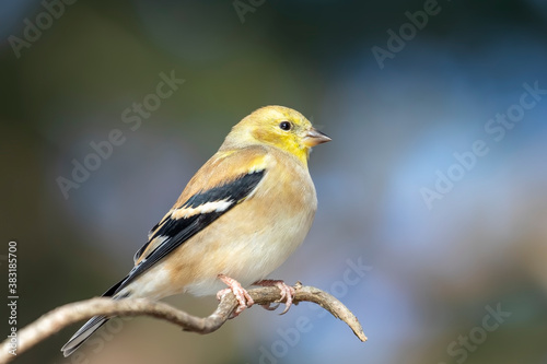 Valokuva Close Up of an American Goldfinch Perched on a Tree Branch