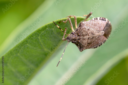 Macro of a Brown Stink Bug on a Green Leaf
