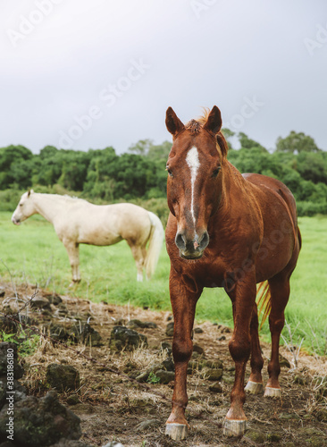 Horse in the pasture, South Point , Hawaii © youli