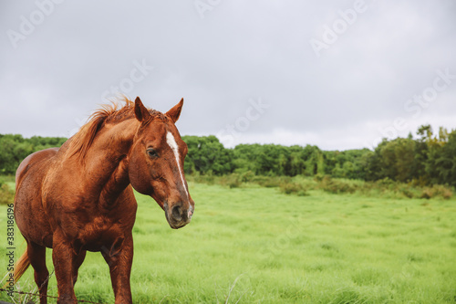 Horse in the pasture, South Point , Hawaii © youli