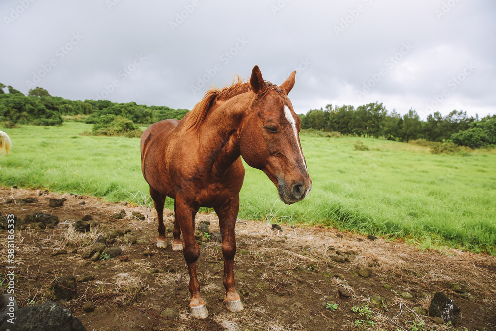 Fototapeta premium Horse in the pasture, South Point , Hawaii