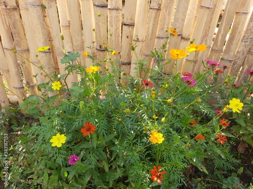 flowers in the garden