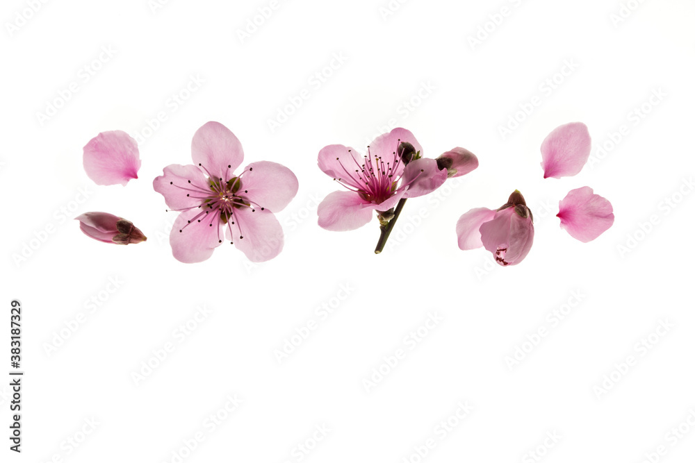 peach flowers and buds isolated on white background with copy space