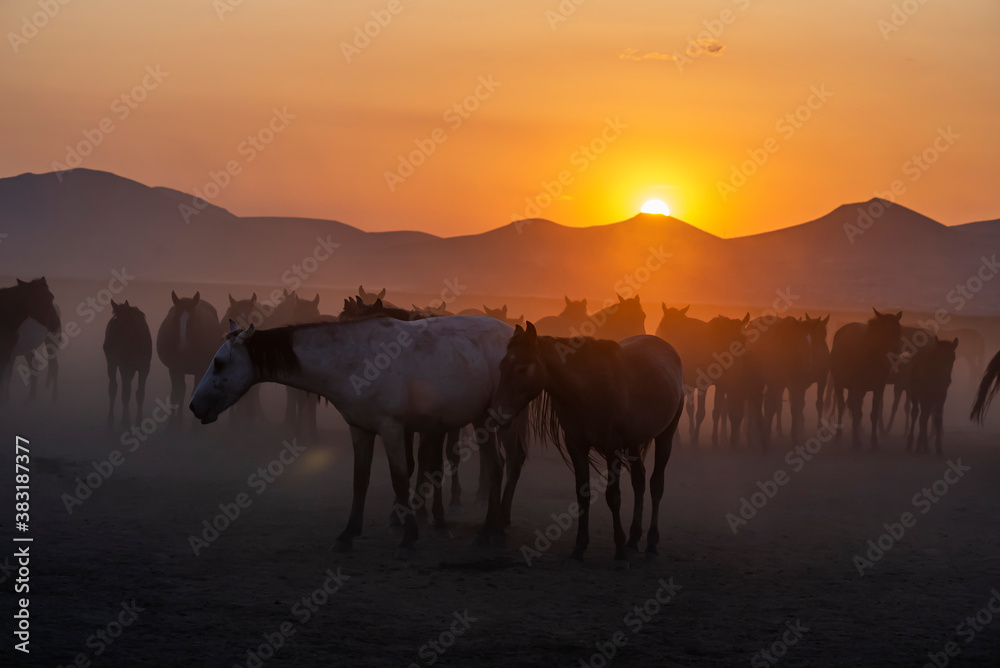 Wild horses run in foggy at sunset. Between Cappadocia and Kayseri, Turkey Wild horses run in foggy at sunset. Between Cappadocia and Kayseri, Turkey