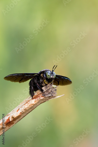 closeup shot of a carpenter bee © ZAIRIAZMAL