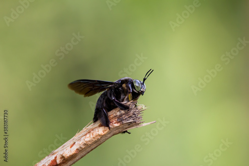 closeup shot of a carpenter bee