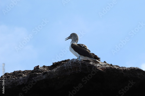 the bird  blue foot  over rocks with blue sky