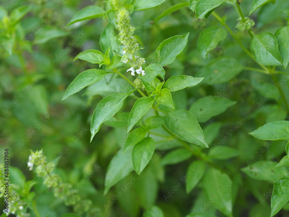 Thai sweet basil or horapha light green with flower wide leaves while, purple stems, flowers and spear like leaves Thai sweet basil or horapha light green with flower wide leaves while, purple stems, flowers and spear like leaves