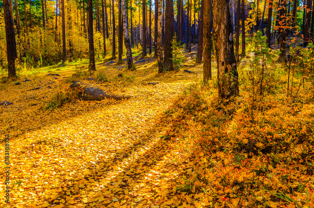 Obraz premium Many yellow leaves on the ground in the autumn forest.