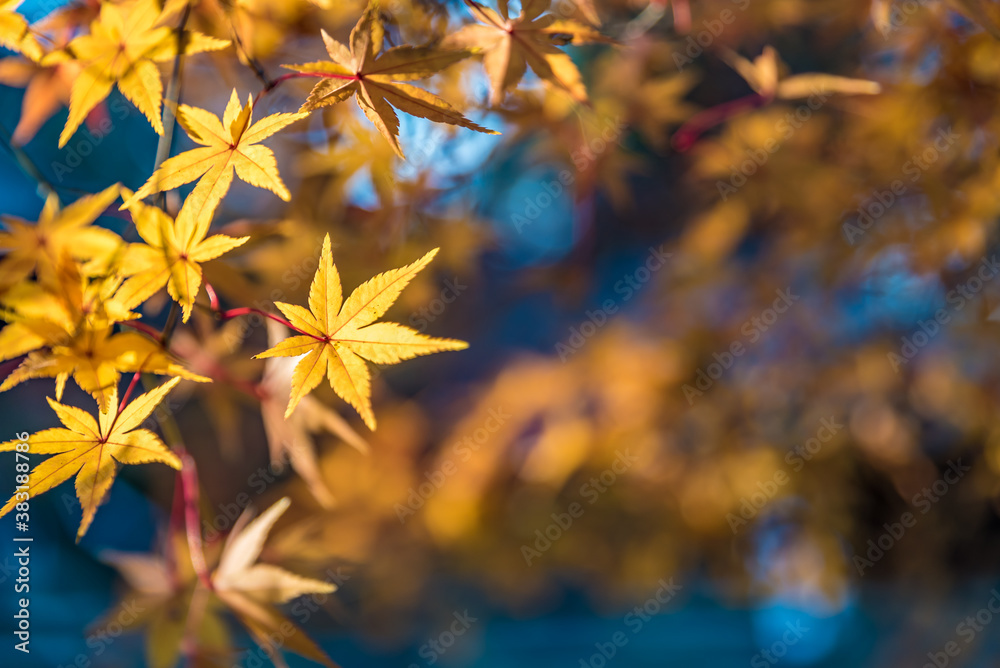 Beautiful autumn foliage, Japanese momiji maple leaves, for background Beautiful autumn foliage, Japanese momiji maple leaves, for background
