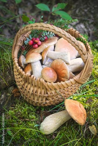 Mushroom picking: a basket with freshly cut boletes (Boletes Edulis, cep, penny bun mushroom) 