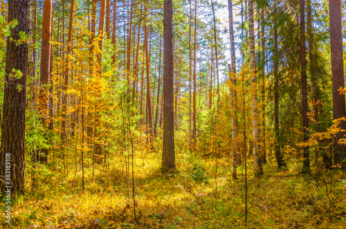 Autumn forest.Trees consisting of birches and pines.