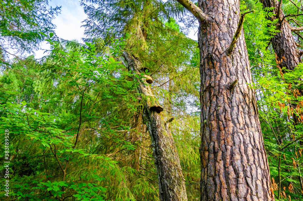Fototapeta premium Green forest with pine trees in summer.