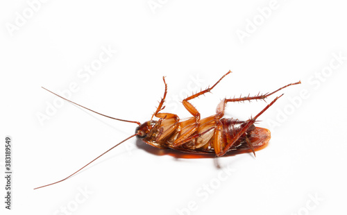 Close up Cockroaches isolated on white background