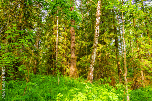 Green forest with pine trees in summer.