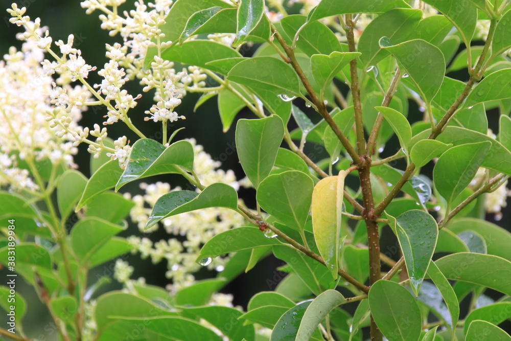 雨上がり、茂る葉に滴る雫