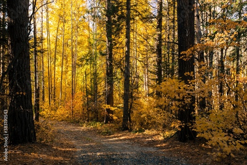 Foot trail in autumn forest. Bright yellow foliage backlit by sunlight. Autumn background 