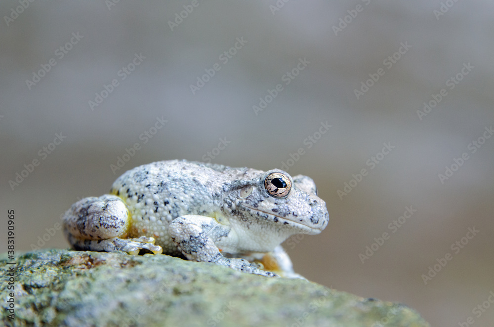 Fototapeta premium Canyon Treefrog (Hyla arenicolor)