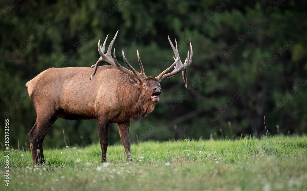 Bull Elk Portrait 
