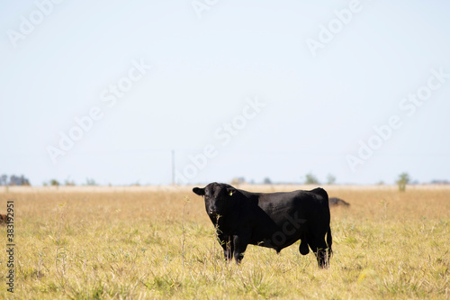 angus en el campo