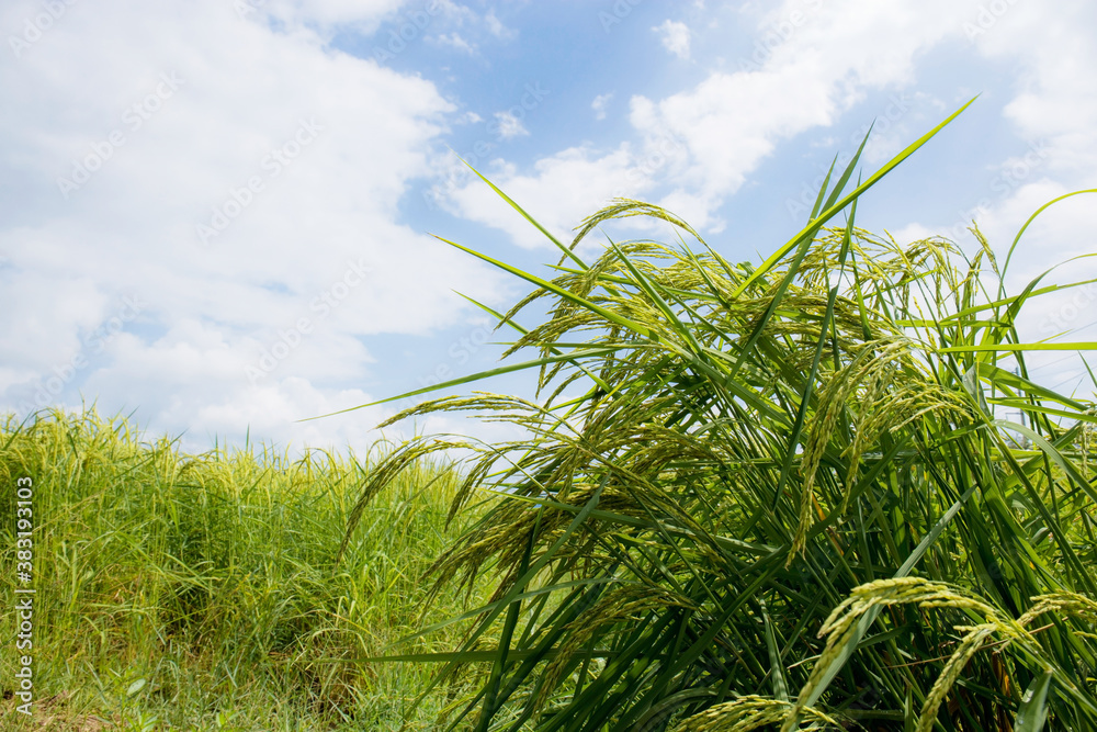 Naklejka premium Rice field with sky.