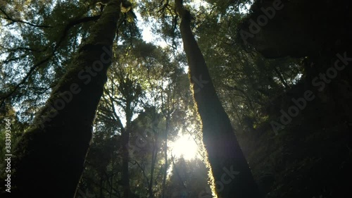 Sunlight shines through tall mossy forest trees