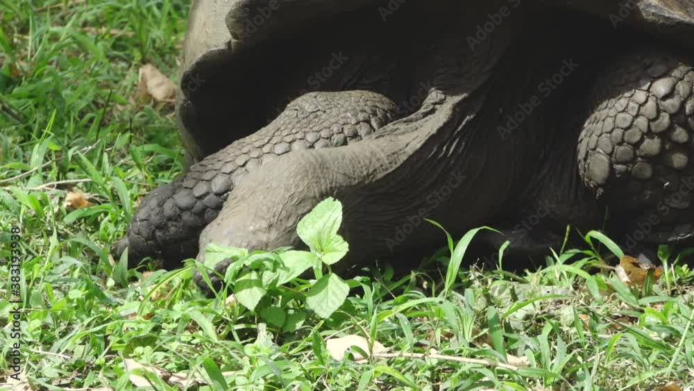 Giant Tortoise Eating Green Leaves and Grass With Sharp Beak on Santa Cruz Island, Galapagos Giant Tortoise Eating Green Leaves and Grass With Sharp Beak on Santa Cruz Island, Galapagos