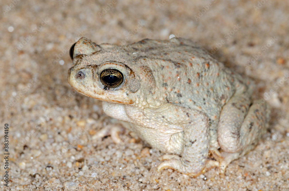 Fototapeta premium Red-spotted Toad (Anaxyrus punctatus)