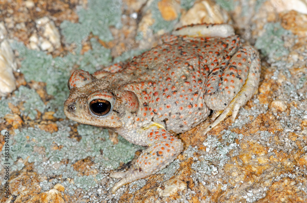 Obraz premium Red-spotted Toad (Anaxyrus punctatus)