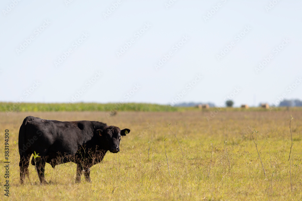 angus en el campo