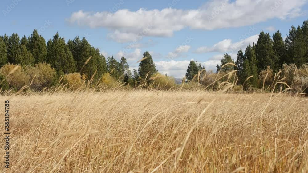Golden meadow of grass blowing in the breeze on sunny day in Montana.