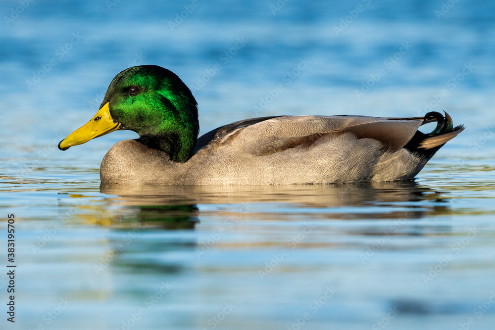 Obraz premium Mallard Anas platyrhynchos Costa Ballena Cadiz