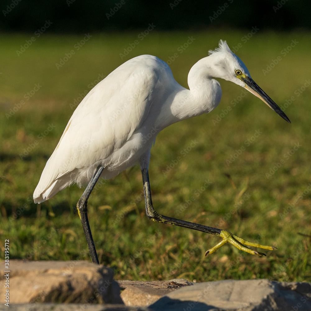 Fototapeta premium Little Egret Egretta garzetta Costa Ballena Cadiz