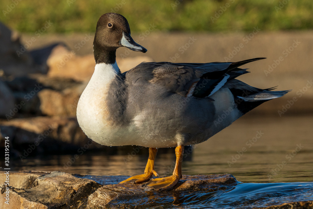 Fototapeta premium Northern Pintail Anas acuta Costa Ballena Cadiz