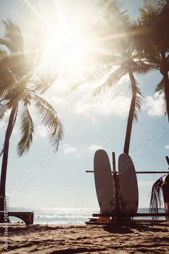 Surfboards beside coconut trees at summer beach.
