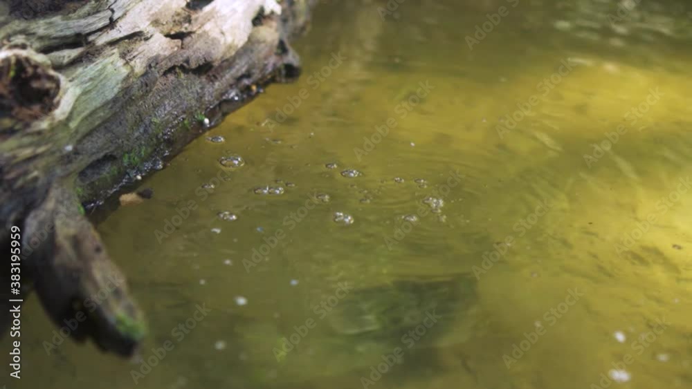 Turtle jump into water from a log Turtle jump into water from a log