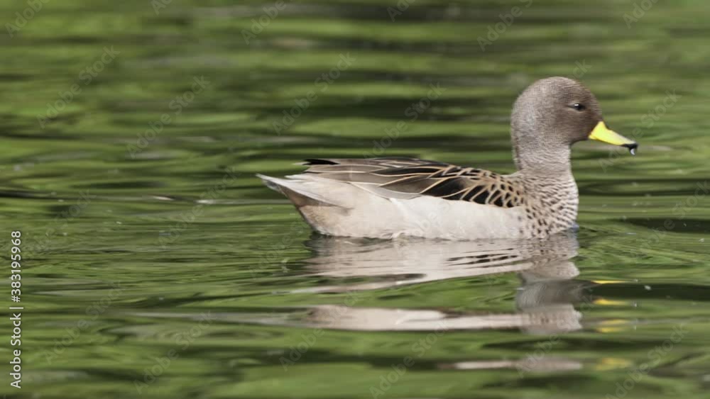 Close view of two yellow-billed teals swimming around in wavy water