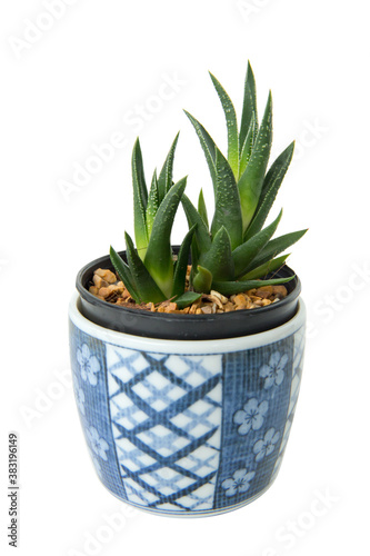 Sansevieria cylindrica, The process of transplanting houseplant, white isolated