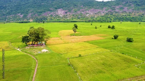 Aerial view of twins palm tree from Tay Ninh province of Vietnam country and rice field with a beautiful mountain photo