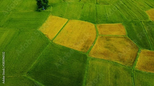 Aerial view of twins palm tree from Tay Ninh province of Vietnam country and rice field with a beautiful mountain photo