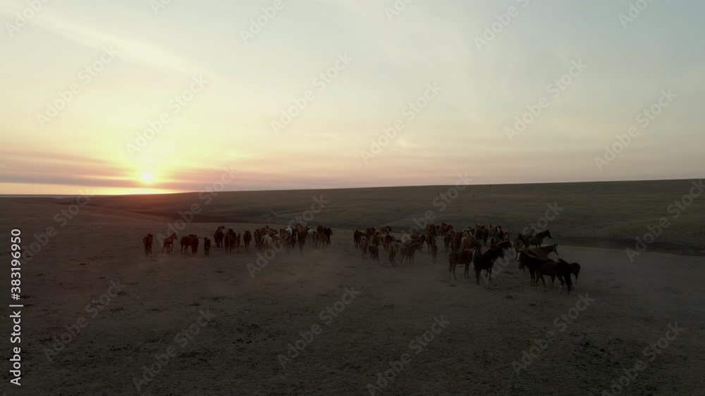 Wild Horses Running. Herd of horses, mustangs running on steppes to river. 4k hdr slow motion Wild Horses Running. Herd of horses, mustangs running on steppes to river. 4k hdr slow motion