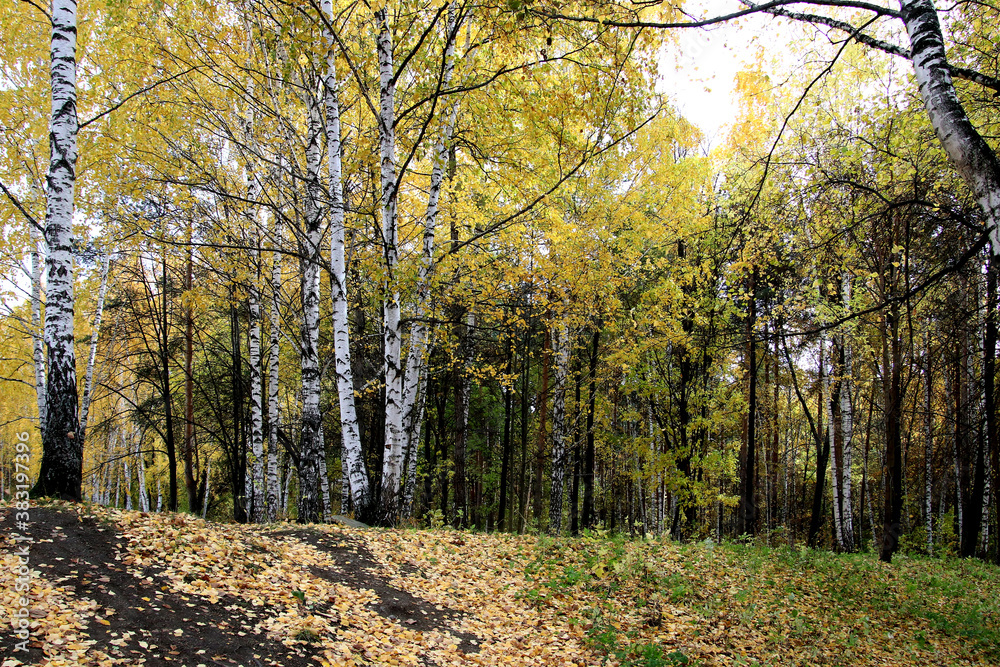 Obraz premium autumn in the park